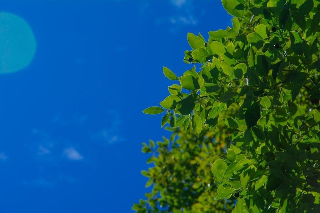 a tree with green leaves and a blue sky in the background