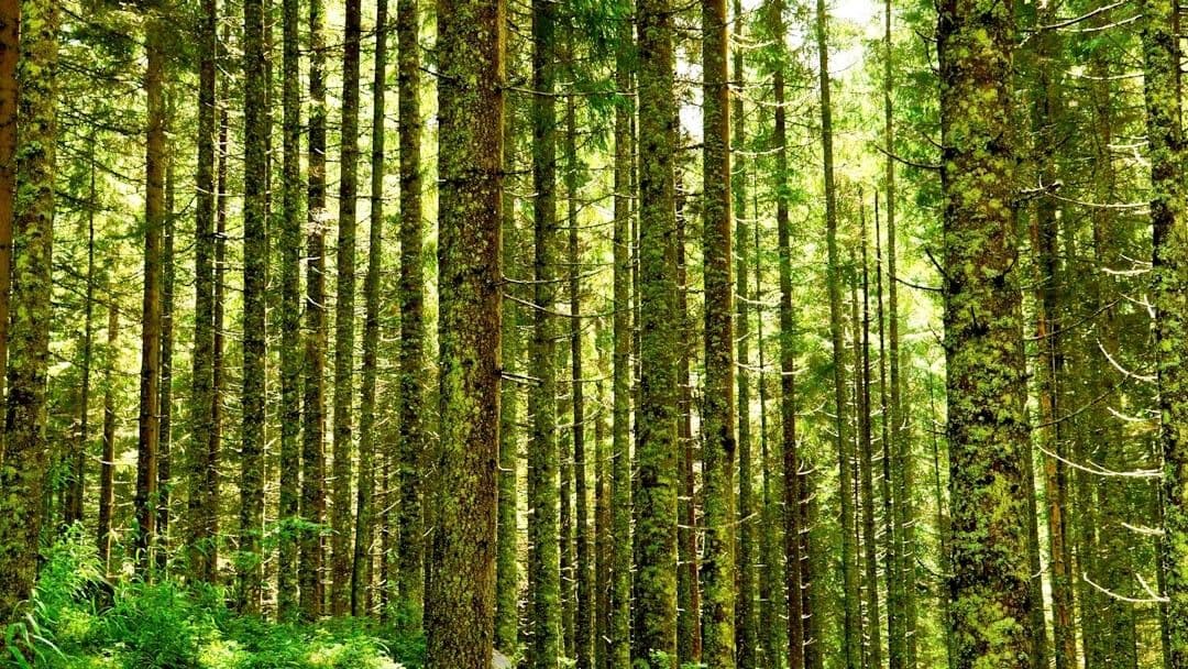 green and brown trees during daytime